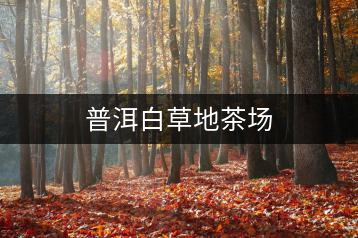 普洱白草地茶場