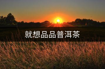 就想品品普洱茶