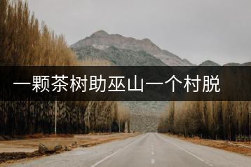 一顆茶樹助巫山一個村脫貧
