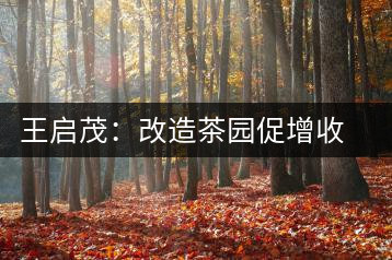 王啟茂：改造茶園促增收  帶領群眾摘“窮帽”