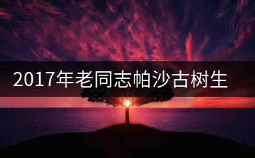 2017年老同志帕沙古樹生茶即將上市