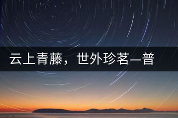 云上青藤，世外珍茗—普秀百年藤條茶即將上市