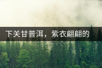 下關(guān)甘普洱，紫衣翩翩的綺麗小餅