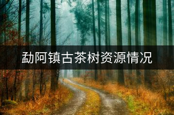 勐阿鎮(zhèn)古茶樹資源情況