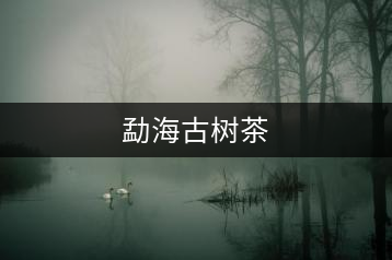 勐海古樹茶