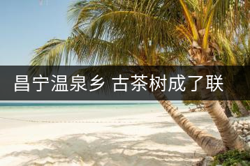 昌寧溫泉鄉(xiāng) 古茶樹成了聯(lián)席村民的“搖錢樹”