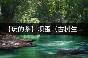 【玩的茶】壩歪（古樹生茶）