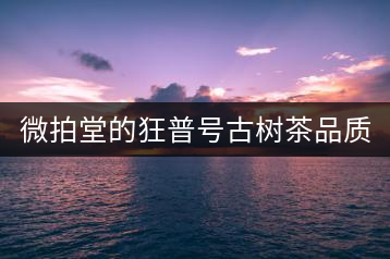 微拍堂的狂普號(hào)古樹(shù)茶品質(zhì)如何？