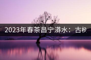 2023年春茶昌寧漭水：古樹混采純料480-600元／公斤，大樹360-420元／公斤，臺地260-300元／公斤，古樹單株均價880-1200元／公斤。