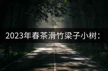 2023年春茶滑竹梁子小樹：300元／公斤 古樹：900-1200元／公斤