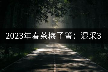 2023年春茶梅子箐：混采300-400元／公斤，挑采600元／公斤