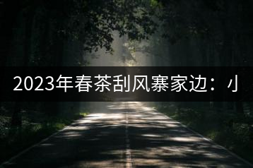 2023年春茶刮風(fēng)寨家邊：小樹400-500，古樹1000-1600元／公斤
