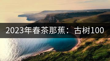2023年春茶那蕉：古樹1000-1500元／公斤，中樹600-800元／公斤