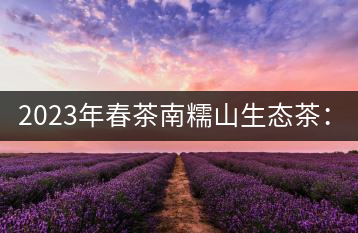 2023年春茶南糯山生態(tài)茶：200-300元／公斤，古樹：900-1500元／公斤
