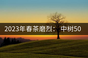 2023年春茶磨烈： 中樹500-600元／公斤，古樹混采：2200-2600元／公斤