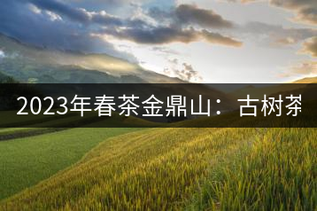 2023年春茶金鼎山：古樹茶2000-3000元／公斤