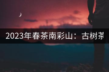 2023年春茶南彩山：古樹茶2000-2200元／公斤，大樹混采1200-1500元／公斤。