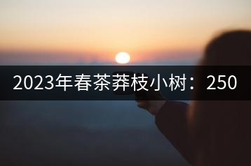 2023年春茶莽枝小樹：250元／公斤， 古樹：1000-1200元／公斤
