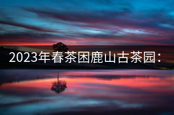 2023年春茶困鹿山古茶園：大樹(shù)8000-12000元／公斤，周邊小樹(shù)200-300元／公斤