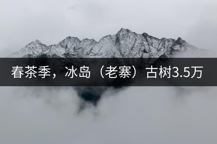 春茶季，冰島（老寨）古樹3.5萬起