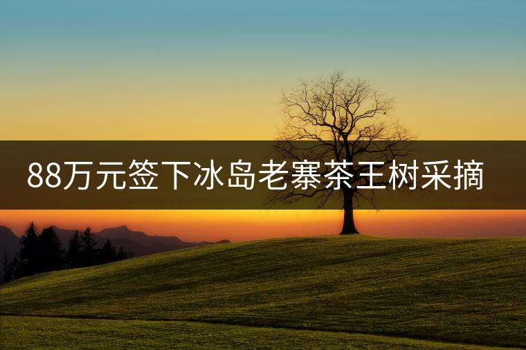 88萬元簽下冰島老寨茶王樹采摘權(quán)，誰說這是“競(jìng)價(jià)交易”？