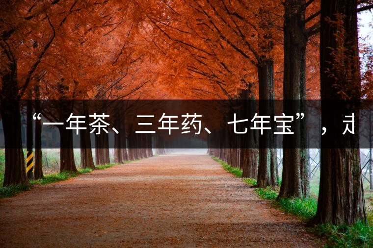 “一年茶、三年藥、七年寶”，走進僑鄉(xiāng)品1300年歷史名茶