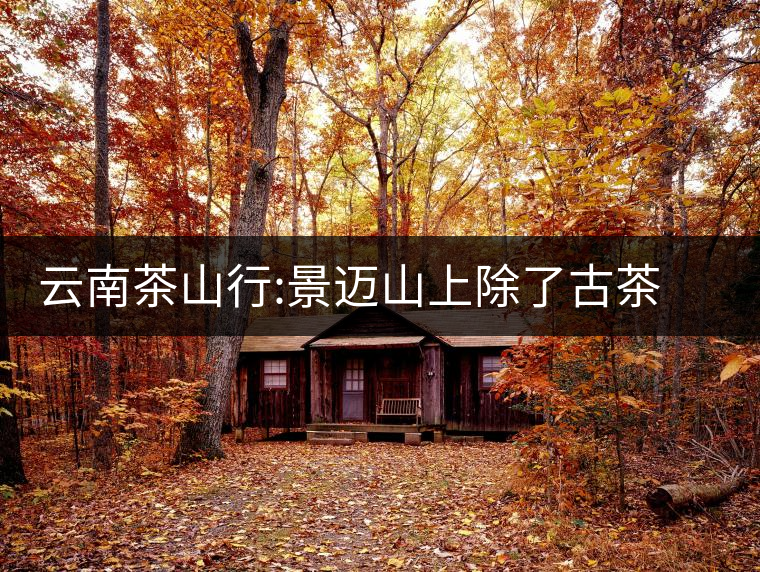 云南茶山行:景邁山上除了古茶樹，還有它們?cè)颇喜枭叫校壕斑~山上除了古茶樹，還有它們