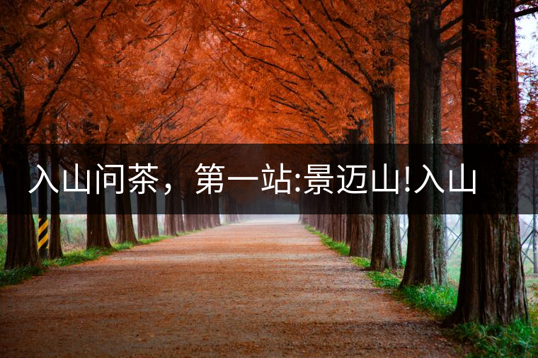 入山問(wèn)茶，第一站:景邁山!入山問(wèn)茶，第一站：景邁山！