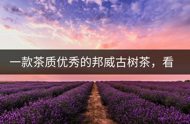一款茶質優(yōu)秀的邦威古樹茶，看看值多少錢？