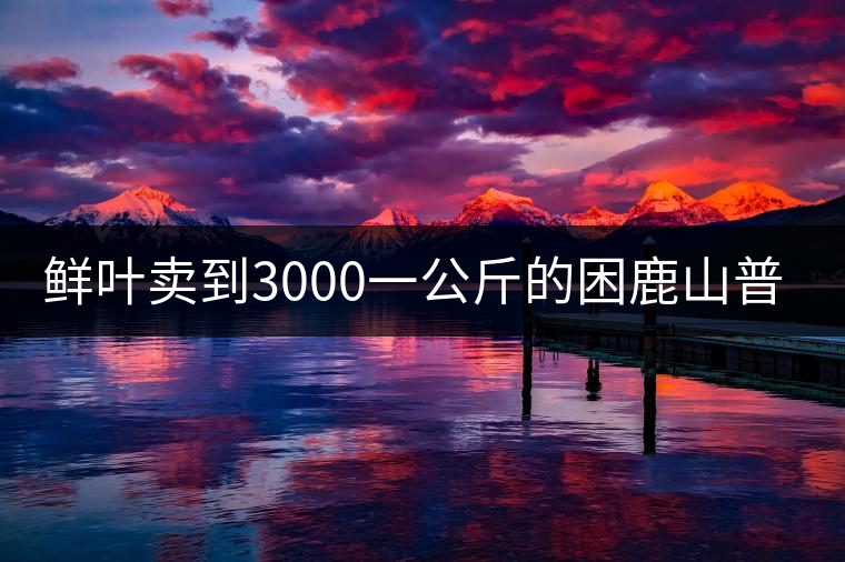 鮮葉賣到3000一公斤的困鹿山普洱茶，口感如何？