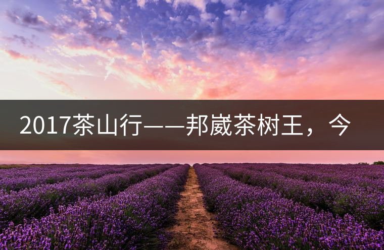 2017茶山行——邦崴茶樹王，今天你是長這樣