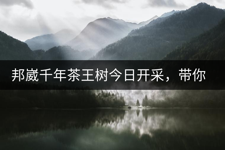 邦崴千年茶王樹(shù)今日開(kāi)采，帶你了解被低估的邦崴古樹(shù)茶邦崴千年茶王樹(shù)今日開(kāi)采，帶你了解被低估的邦崴古樹(shù)茶