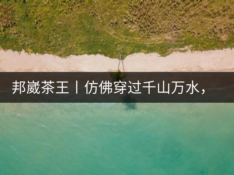 邦崴茶王丨仿佛穿過千山萬水，就是為了它而來邦崴茶王丨仿佛穿過千山萬水，就是為了它而來