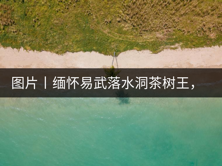 圖片丨緬懷易武落水洞茶樹王，犧牲前的樣貌圖片丨緬懷易武落水洞茶樹王，犧牲前的樣貌