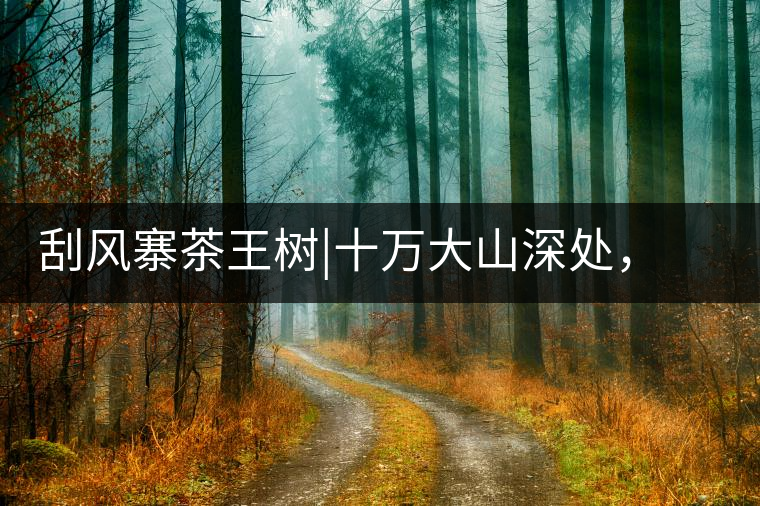 刮風(fēng)寨茶王樹(shù)|十萬(wàn)大山深處，鮮為人知的王者刮風(fēng)寨茶王樹(shù)｜十萬(wàn)大山深處，鮮為人知的王者