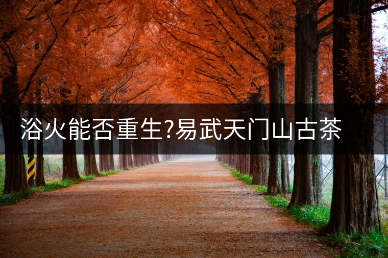浴火能否重生?易武天門山古茶樹遭火災(zāi)浴火能否重生？易武天門山古茶樹遭火災(zāi)