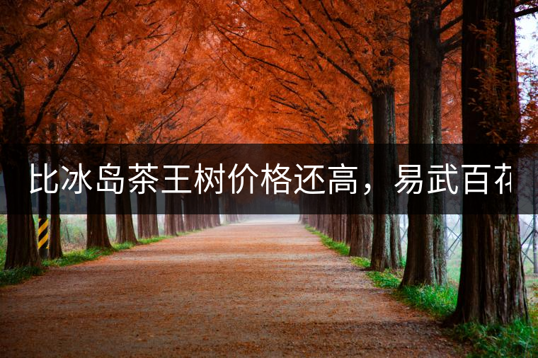 比冰島茶王樹價格還高，易武百花潭高桿古樹茶以100萬成...比冰島茶王樹價格還高，易武百花潭高桿古樹茶以100萬成交