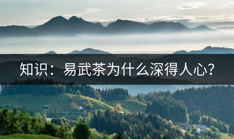 知識：易武茶為什么深得人心？