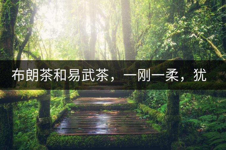 布朗茶和易武茶，一剛一柔，猶如洪拳與太極