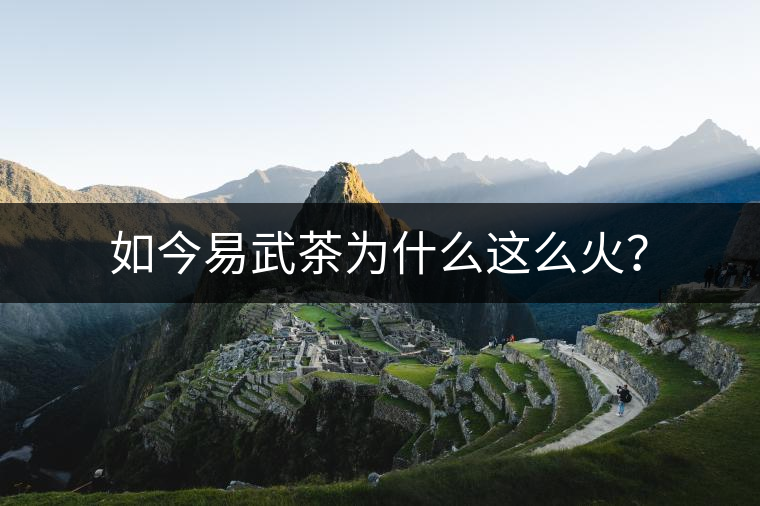 如今易武茶為什么這么火？
