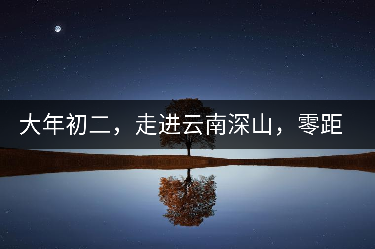 大年初二，走進云南深山，零距離接觸古茶樹