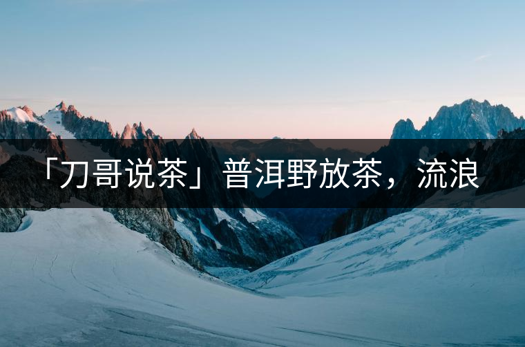 「刀哥說茶」普洱野放茶，流浪狗的春天