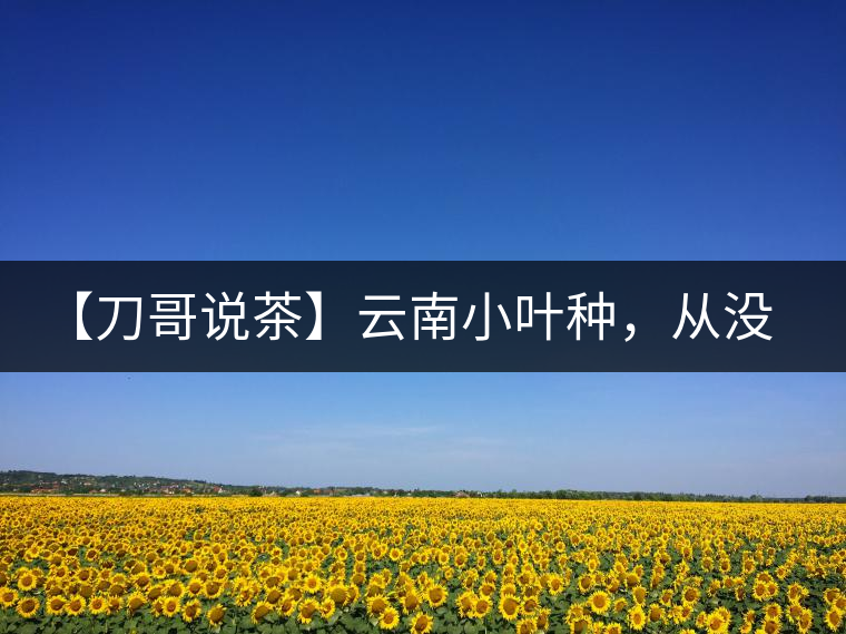 【刀哥說(shuō)茶】云南小葉種，從沒落到回歸