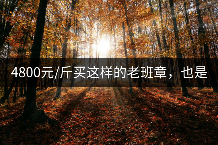 4800元/斤買這樣的老班章，也是醉了!4800元/斤買這樣的老班章，也是醉了！