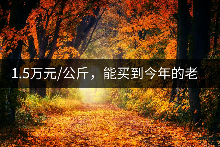1.5萬元/公斤，能買到今年的老班章古樹茶嗎?1.5萬元/公斤，能買到今年的老班章古樹茶嗎？