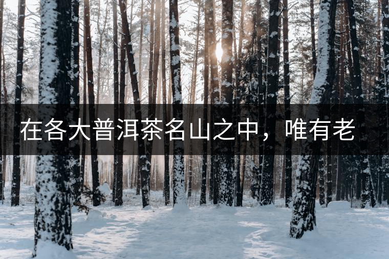 在各大普洱茶名山之中，唯有老曼峨古樹茶才能稱得上戰(zhàn)狼