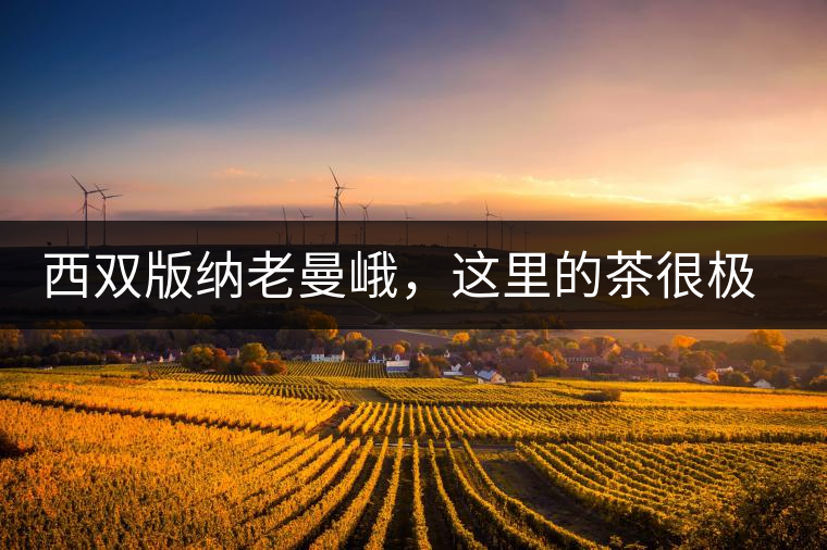 西雙版納老曼峨，這里的茶很極端，但卻是繞不過去的普洱茶山