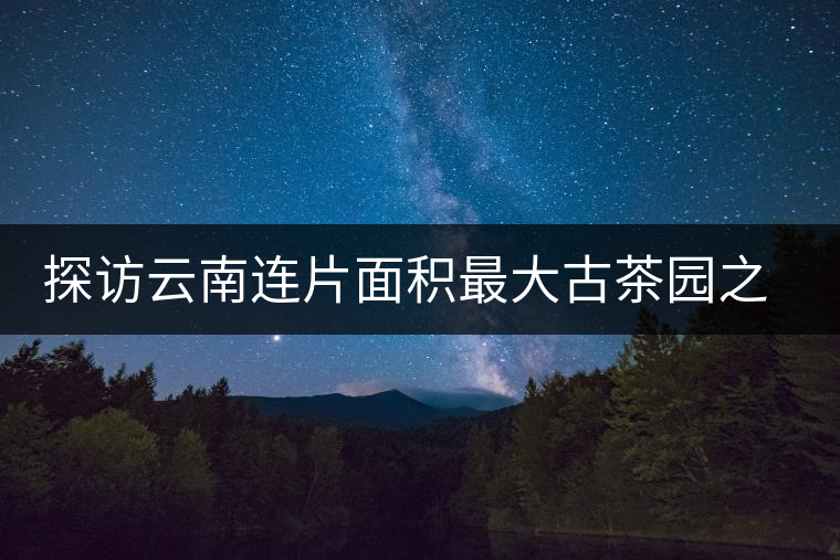 探訪云南連片面積最大古茶園之一的賀開探訪云南連片面積最大古茶園之一的賀開