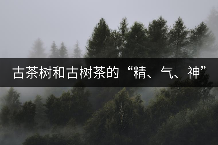 古茶樹和古樹茶的“精、氣、神”