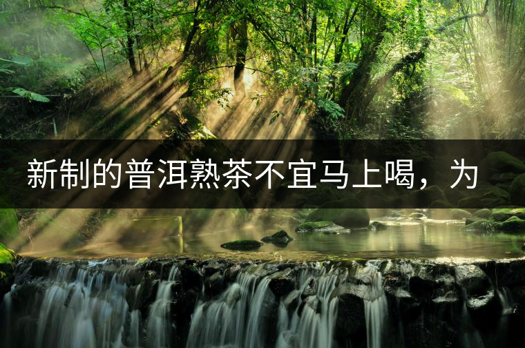 新制的普洱熟茶不宜馬上喝，為什么？